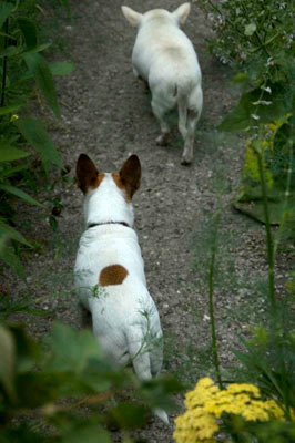 trudging pooches